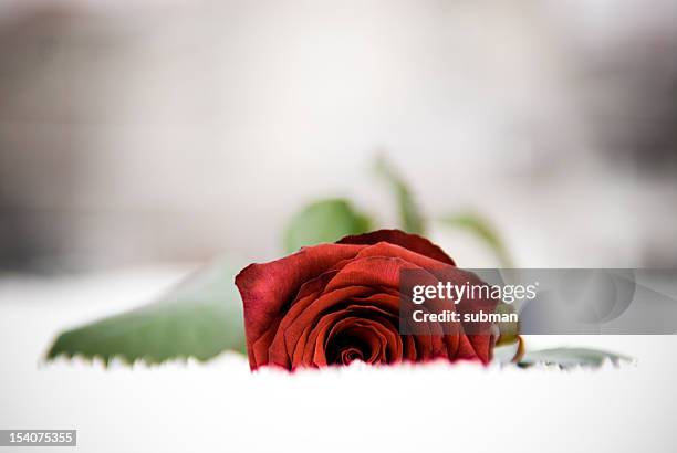 red rose in snow - love & death stock pictures, royalty-free photos & images