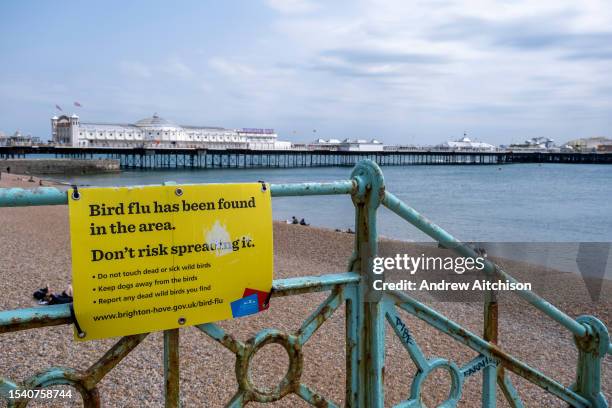 Yellow public health sign from Brighton and Hove District Council warning people about bird flu on Brighton beach on the 22nd of May 2022, Brighton,...