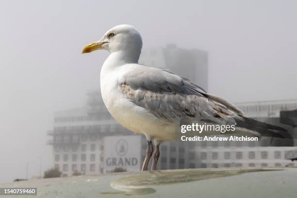 Seagull sits looking over Folkestone harbour as sea mist descends with the Grand Burstin Hotel in the background on the 12th of June 2023 in...