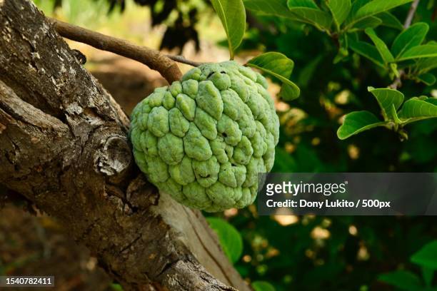 close-up of fruit growing on tree - sugar apple stock pictures, royalty-free photos & images