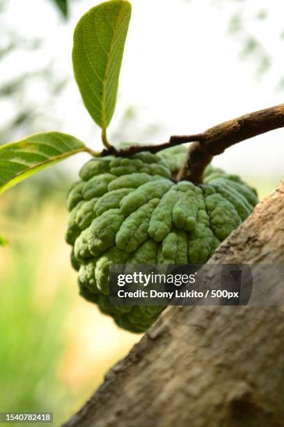 close-up of fruit growing on tree - sugar apple stock pictures, royalty-free photos & images