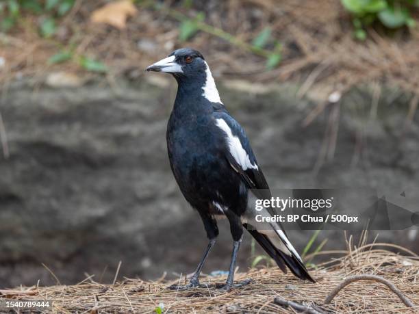 close-up of magpie perching on field,sydney,australia - magpie stock pictures, royalty-free photos & images