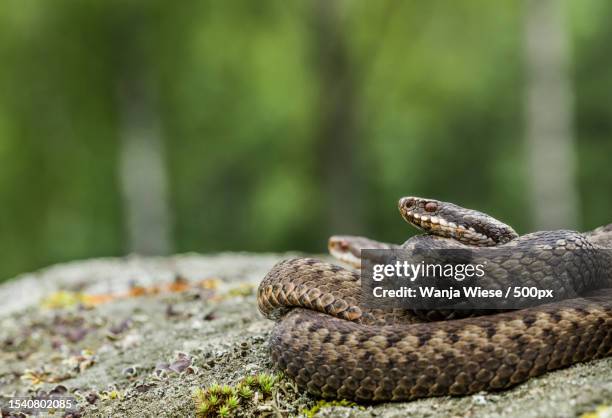 close-up of adder on rock,tampere,finland - adder stock pictures, royalty-free photos & images