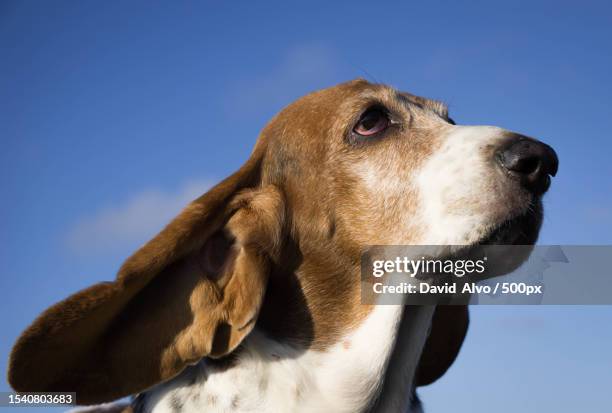 low angle view of basset hound against blue sky,pichilemu,chile - alvo stockfoto's en -beelden