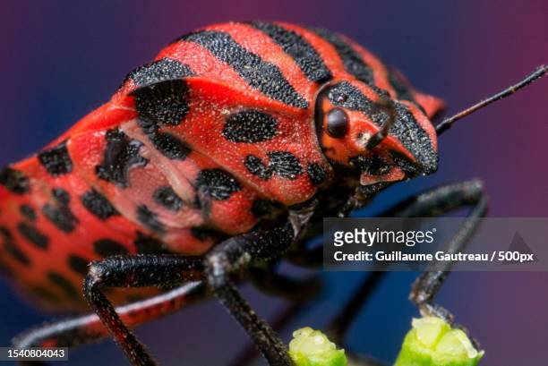 close-up of insect on leaf,anse,france - punaise stock pictures, royalty-free photos & images