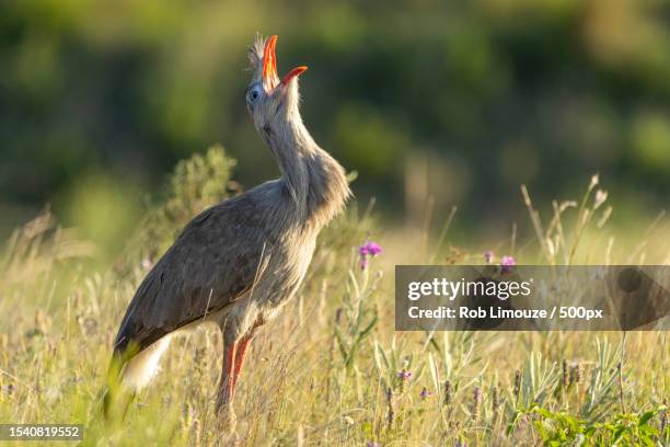 close-up of heron perching on grassy field - rob heron stock pictures, royalty-free photos & images