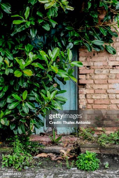 Facade of a house covered with green plants from a tree.