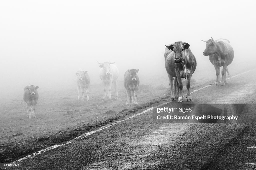 Cows in fog