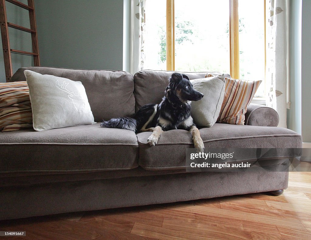 Australian shepherd dog