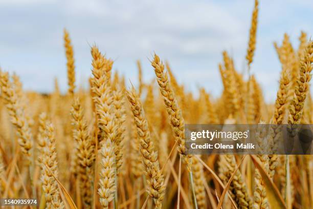 ripe golden wheat field - weizenfeld stock-fotos und bilder