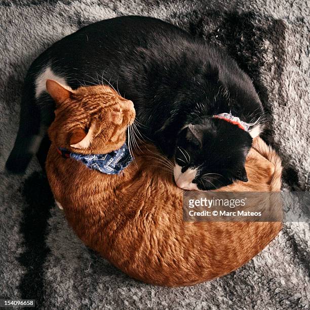 ying&yang-shaped cats - marc mateos stock pictures, royalty-free photos & images