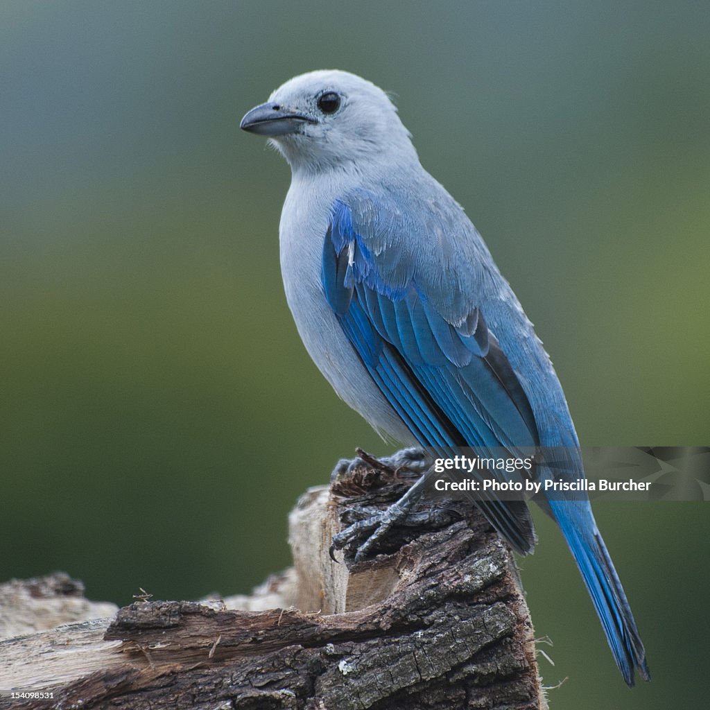 Blue gray tanager