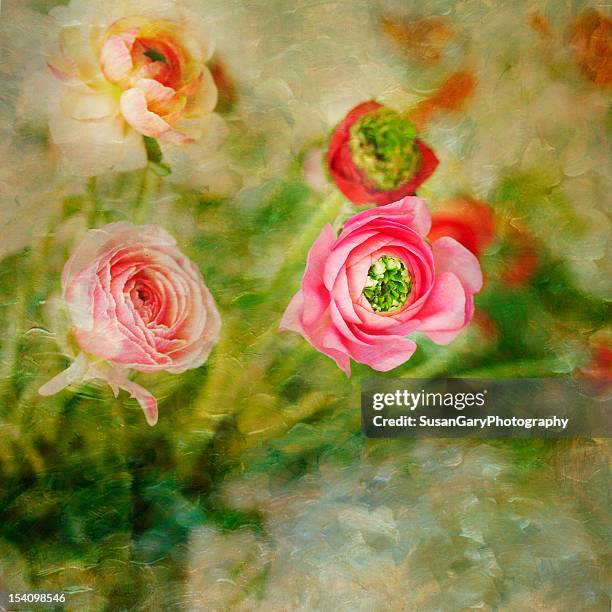 ranunculus floral painterly - huntington beach california stock illustrations