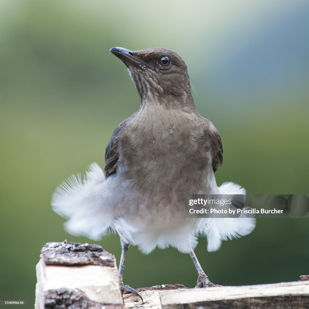 Turdus ignobilis-Black-billed Thrush