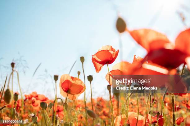field of blooming red poppies on a sunny day. ideal for a postcard or wallpaper - poppy stock pictures, royalty-free photos & images