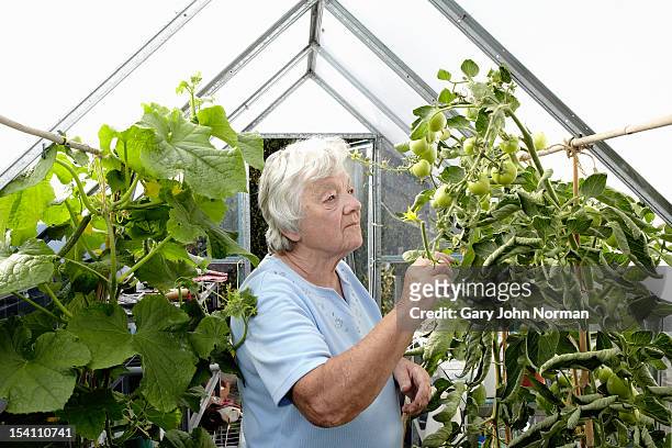 elderly lady in greenhouse - norman elder stock-fotos und bilder