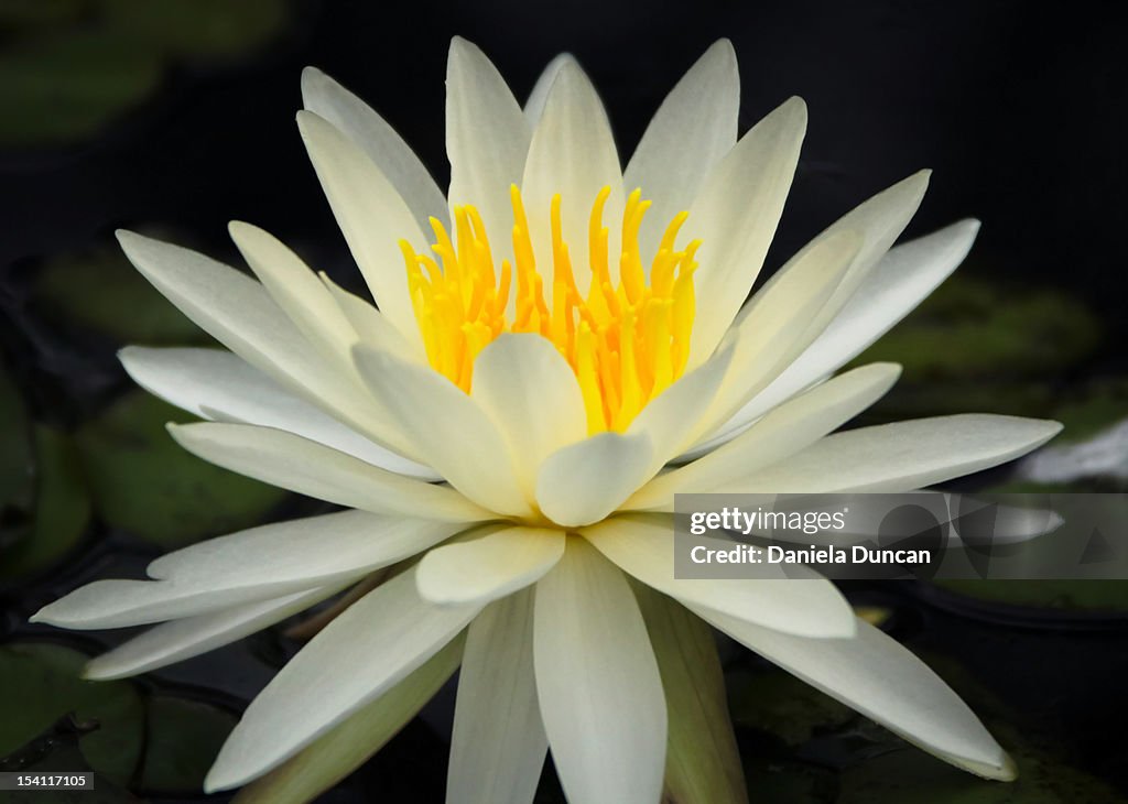 Radiant Water Lily