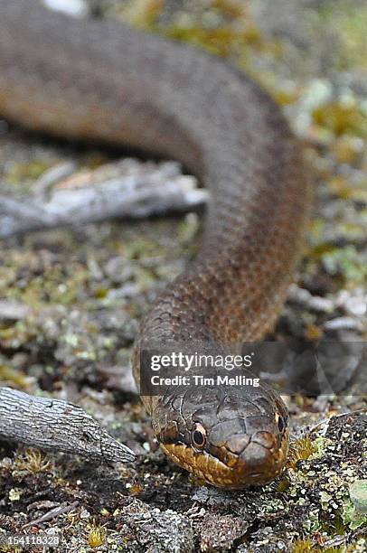 smooth snake (coronella austriaca) dorset - coronella austriaca stock pictures, royalty-free photos & images