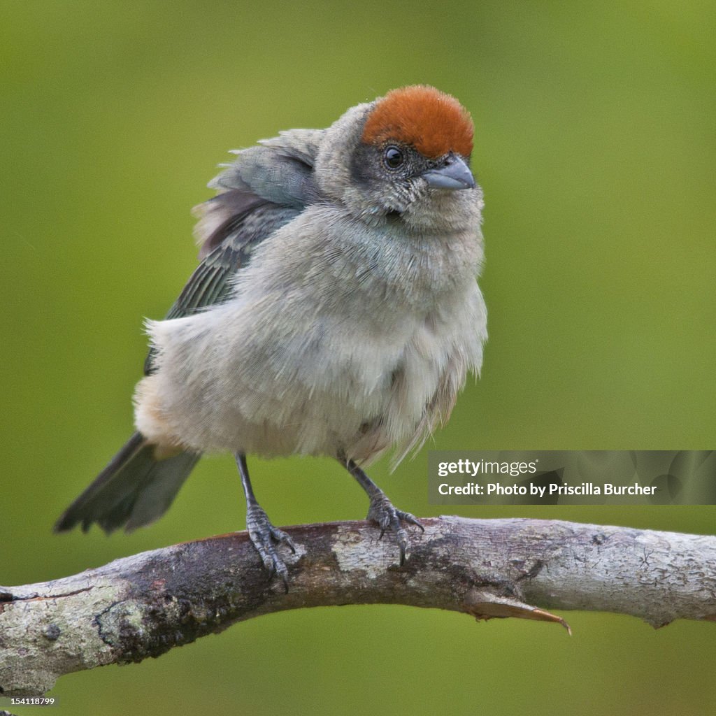 Tangara vitriolina-scrub tanager