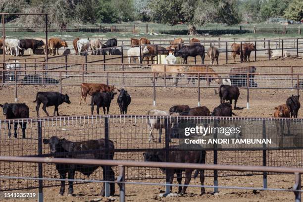 Cattle are seen at the ranch belonging to Dave Stix in Fernley, Nevada, on June 30, 2023. Beneath a bone-dry Nevada lake bed, close to the dusty...