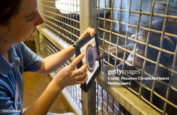 Willie, a juvenile chimpanzee plays a digital guitar as Helen Boostrom, the Houston Zoo's primate keeper, holds up an iPad during an enrichment...