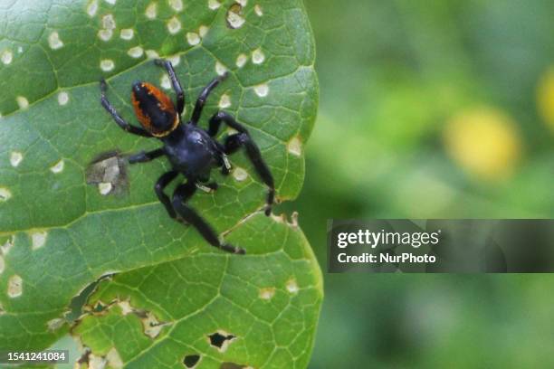 Brilliant Jumping Spider on a leaf in Markham, Ontario, Canada, on July 10, 2023.