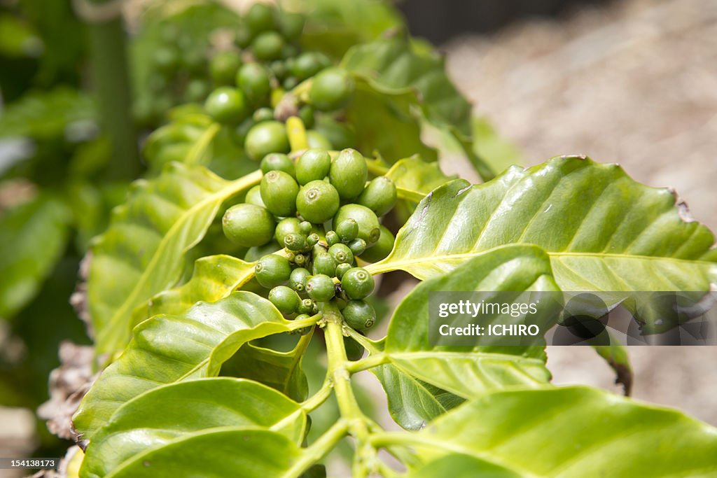 Coffea of Bonin Islands.