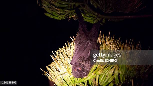 flying fox - renard volant photos et images de collection