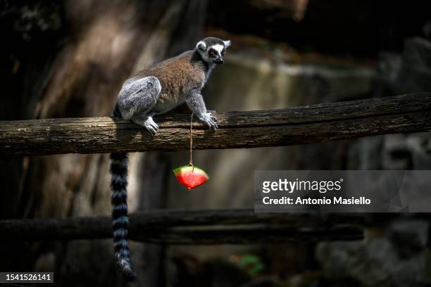 Lemur eats a block of frozen fruit to cool off during an ongoing heat wave with temperatures reaching 40 degrees, at the "Bioparco di Roma" , on July...