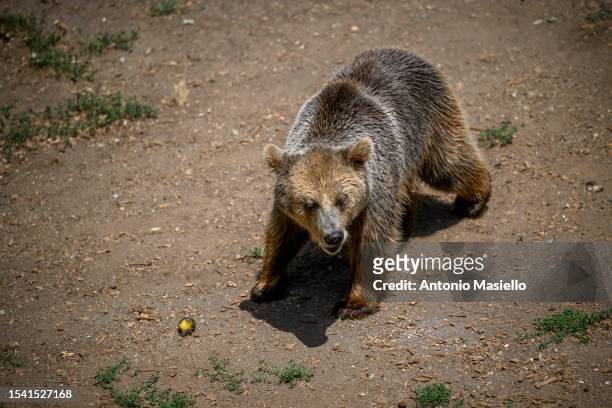 Brown bear eats a block of frozen fruit to cool off during an ongoing heat wave with temperatures reaching 40 degrees, at the "Bioparco di Roma" , on...