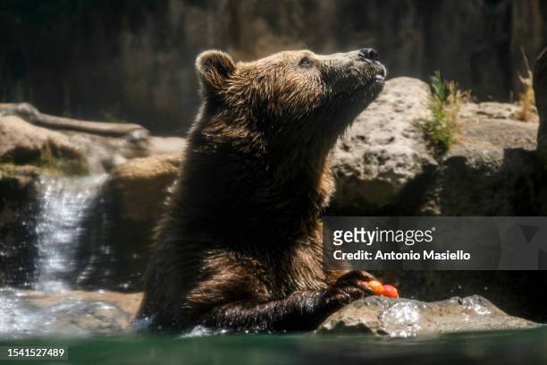 Brown bear eats a block of frozen fruit to cool off during an ongoing heat wave with temperatures reaching 40 degrees, at the "Bioparco di Roma" , on...