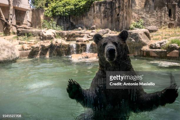Brown bear cools off in the water at the "Bioparco di Roma" during an ongoing heat wave with temperatures reaching 40 degrees, on July 19, 2023 in...