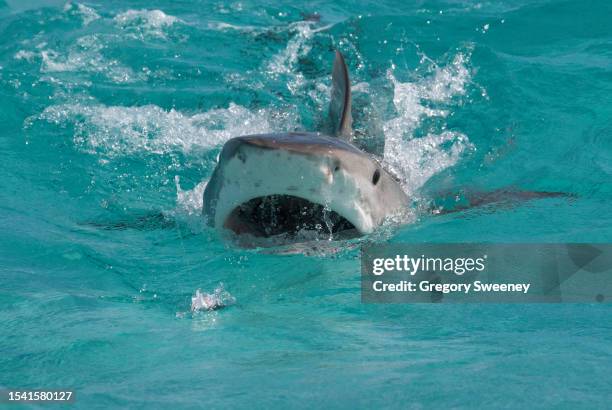 tiger shark attacking at the surface - tiger shark imagens e fotografias de stock
