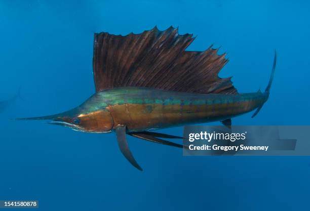 close view of a sailfish with fin up - sailfish stock pictures, royalty-free photos & images
