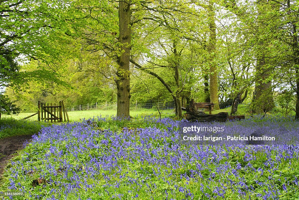 Bluebell wood