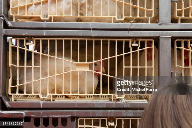 An animal rights activist interacts with chickens during a vigil outside a slaughterhouse on July 19, 2023 in Blokker, Netherlands. Activists from...