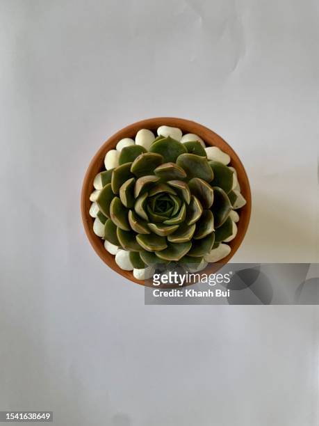 cute succulent plant on the white paper - stone crop plant stock pictures, royalty-free photos & images