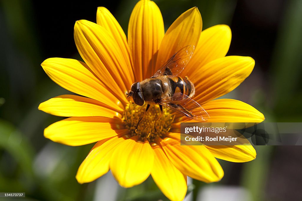 Hoverfly on Gazania flower.