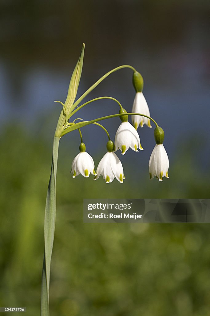 Summer Snowflake.