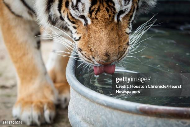 Cheeza, a 4-year-old Siberian Tiger, gets a drink at the Exotic Cat Refuge and Wildlife Orphanage, Wednesday, March 14 in Kirbyville.