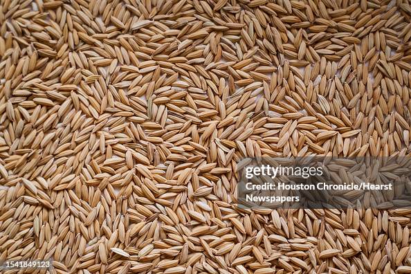 Rice Roughing A sample of rough rice belonging to LG Raun's farm is inspected at ...
