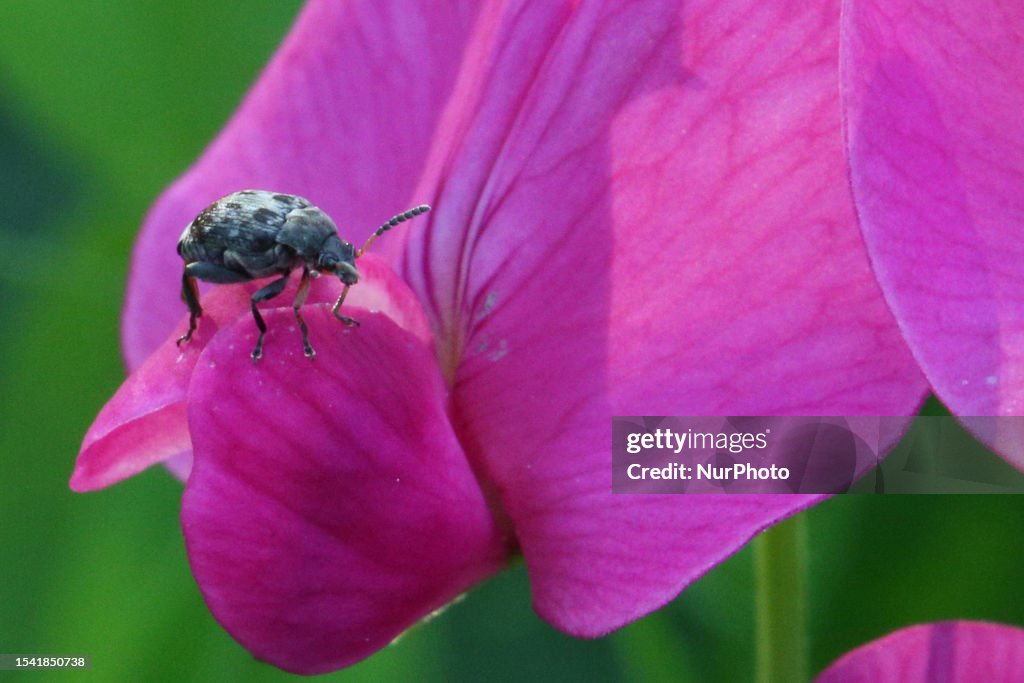 Bean Beetle