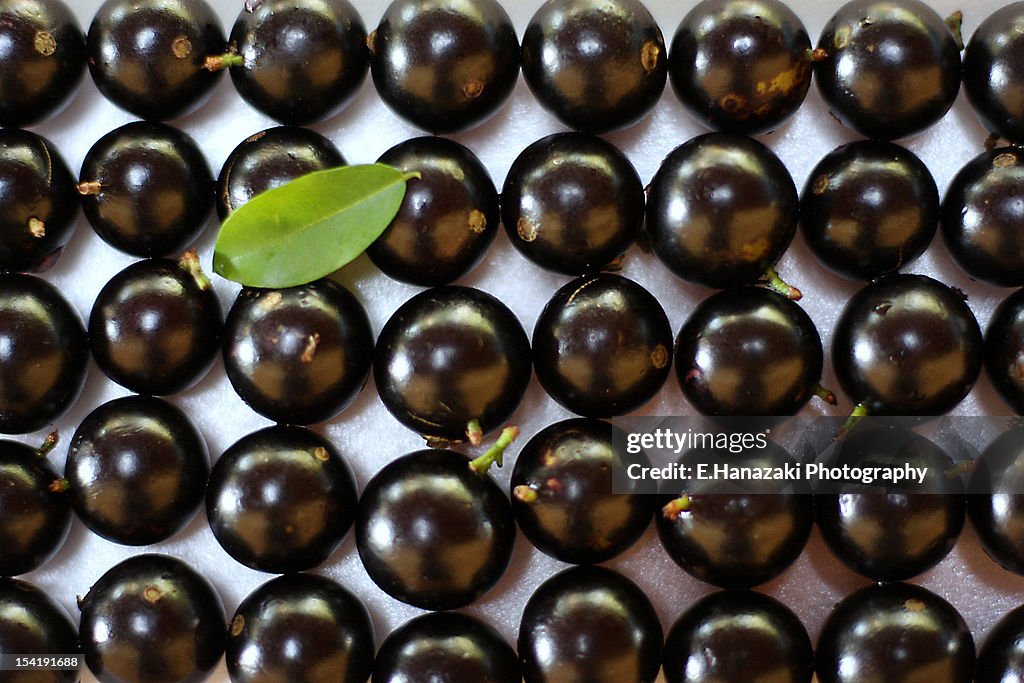 Jabuticaba - Myrcia cauliflora