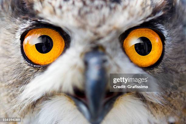 detail eyes of eagle owl - buboes stock pictures, royalty-free photos & images