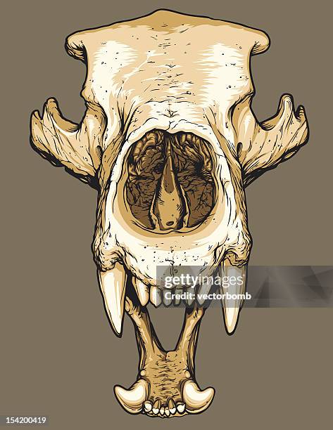 vector bear skull - bear stock illustrations