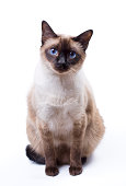 A Siamese cat with blue eyes set against a white background 