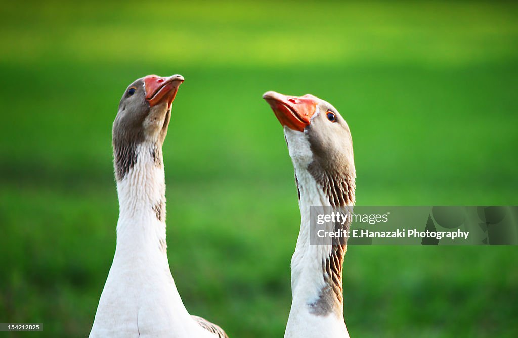 Geese couple