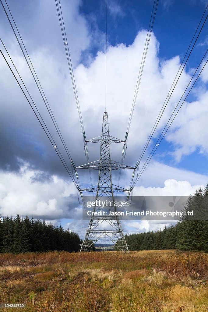 Electricity Pylons and woodland