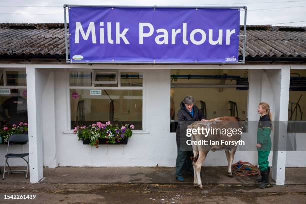 Cow is washed on the final day of the 164th Great Yorkshire Show on July 14, 2023 in Harrogate, England. Held at the Yorkshire Showground the Great...