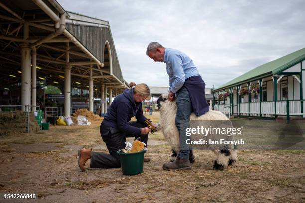 Sheep is prepared for competition on the final day of the 164th Great Yorkshire Show on July 14, 2023 in Harrogate, England. Held at the Yorkshire...